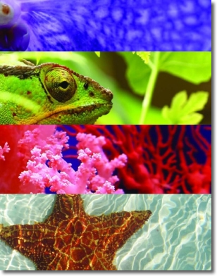 collage di foto di animali e specie protette